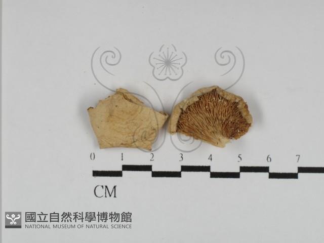 登錄號:F0014294藏品圖，第3張