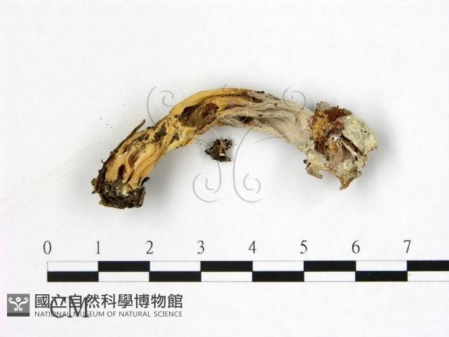 登錄號:F0022294藏品圖，第3張