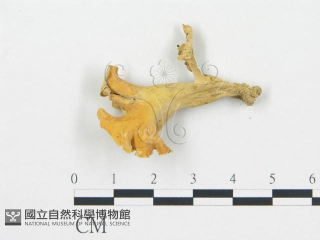 喇叭菌屬藏品圖，第3張