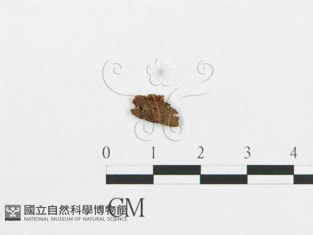 登錄號:F0012294藏品圖，第3張