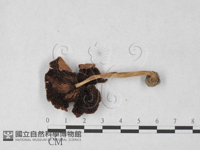 登錄號:F0027294藏品圖，第3張