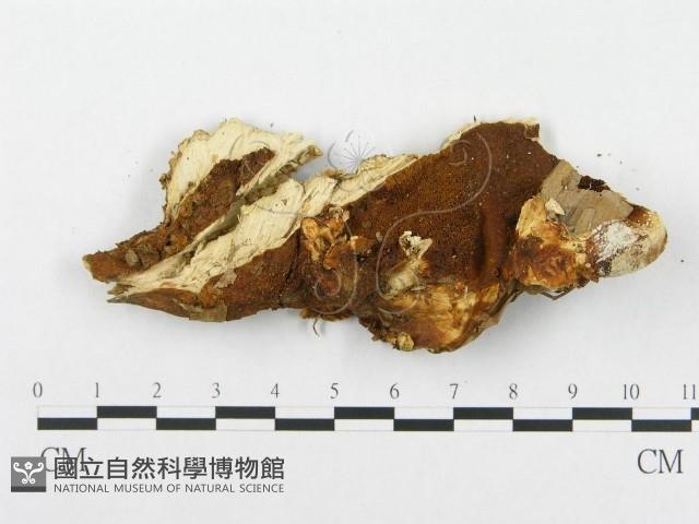 登錄號:F0007294藏品圖，第3張