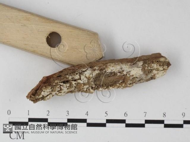 登錄號:F0025294藏品圖，第3張