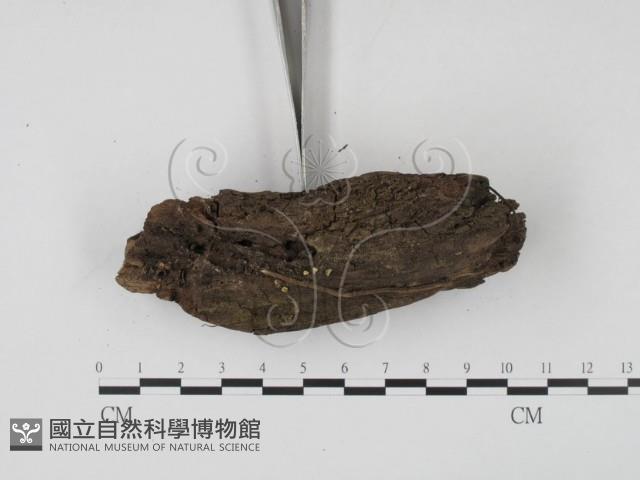 登錄號:F0005294藏品圖，第3張