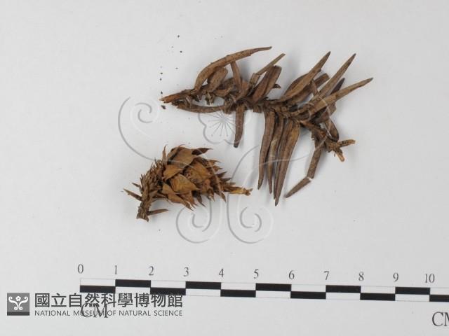 登錄號:F0023294藏品圖，第3張