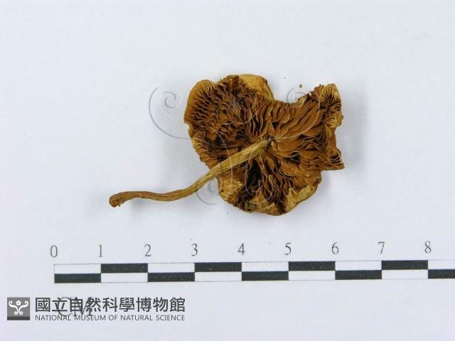 登錄號:F0003294藏品圖，第3張