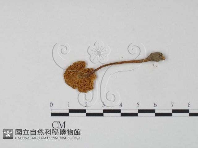 登錄號:F0013294藏品圖，第3張