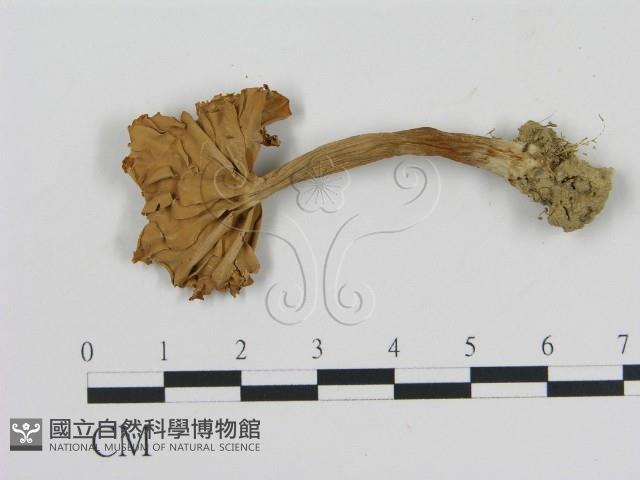 登錄號:F0010894藏品圖，第3張