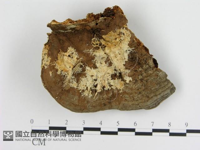 登錄號:F0006894藏品圖，第3張