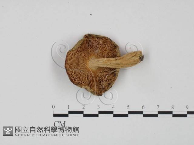 紅菇屬藏品圖，第3張
