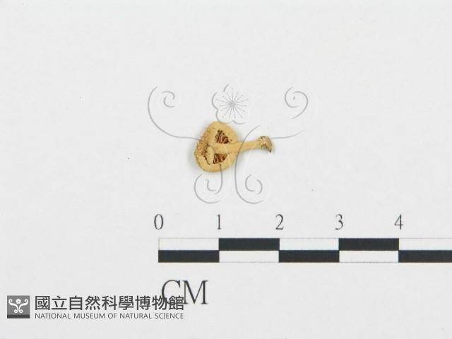 杯傘屬藏品圖，第3張