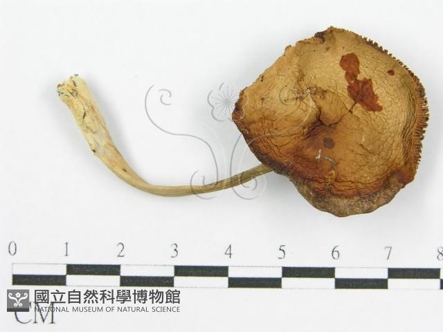 登錄號:F0004894藏品圖，第3張