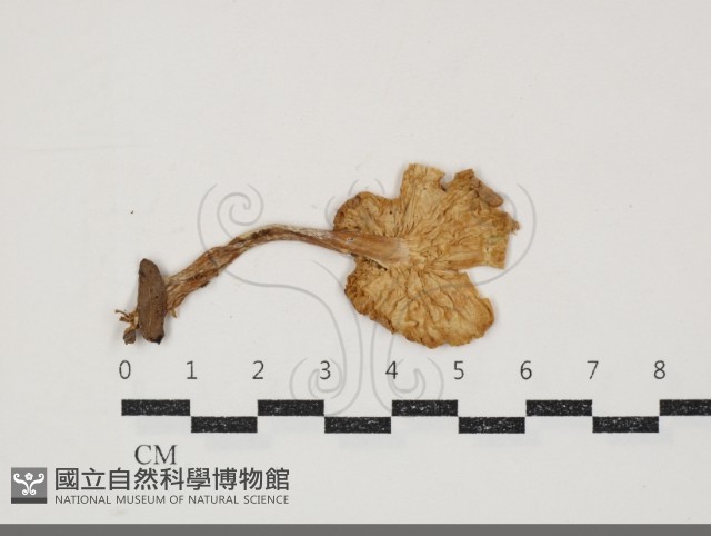 濕傘屬藏品圖，第3張