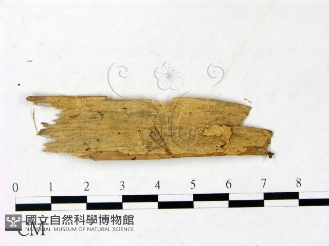 登錄號:F0022894藏品圖，第3張