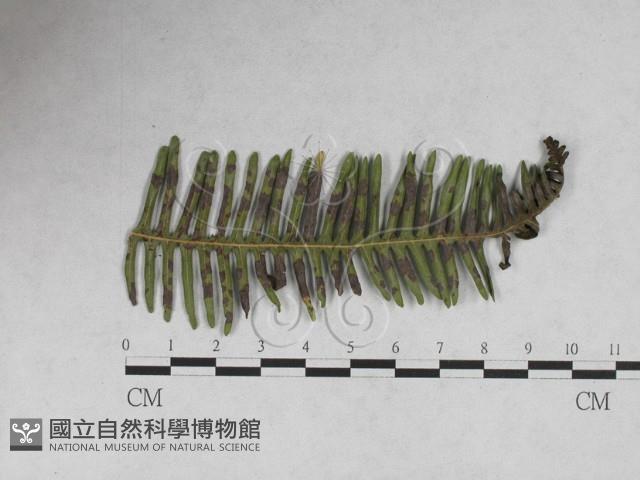登錄號:F0027894藏品圖，第1張