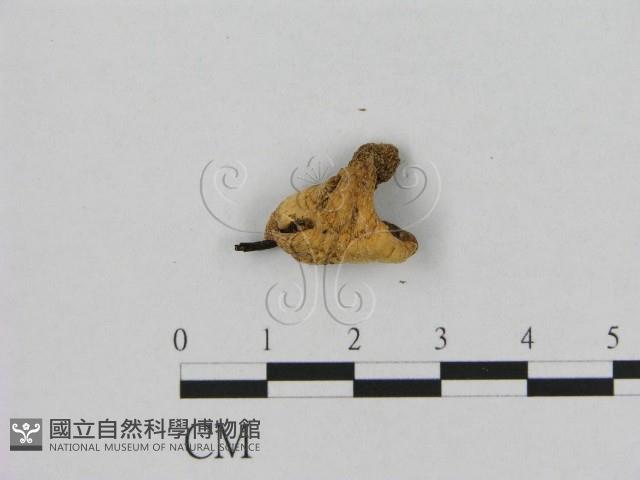 銳孔菌屬藏品圖，第3張