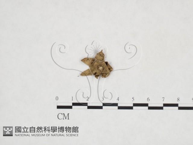 地星屬藏品圖，第3張