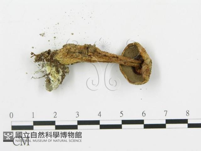 登錄號:F0015894藏品圖，第3張