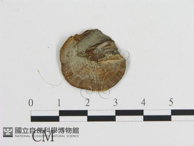 登錄號:F0009894藏品圖，第3張