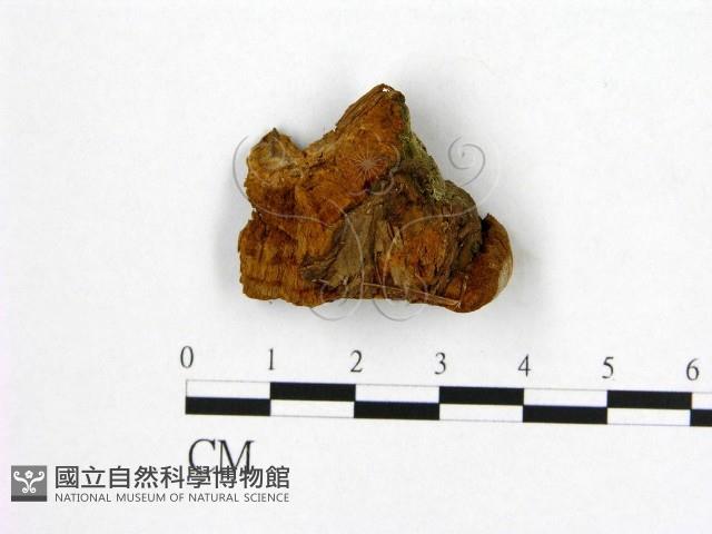 登錄號:F0019894藏品圖，第3張