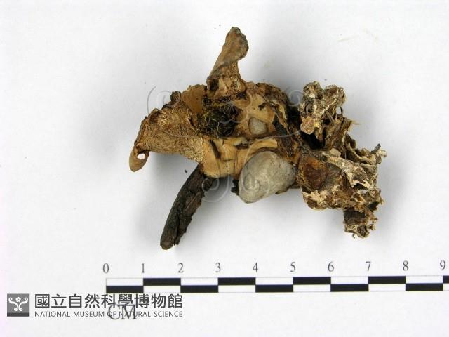 登錄號:F0003894藏品圖，第3張