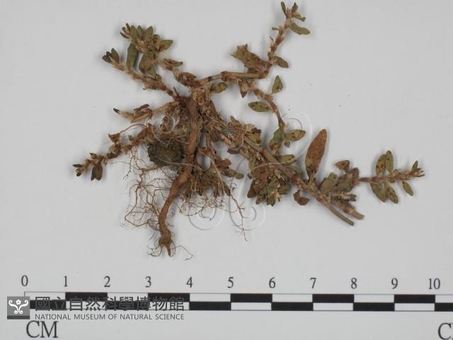 登錄號:F0018994藏品圖，第3張