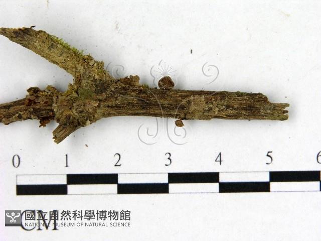 登錄號:F0000994藏品圖，第3張