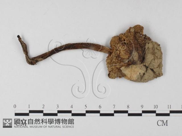鵝膏屬藏品圖，第3張