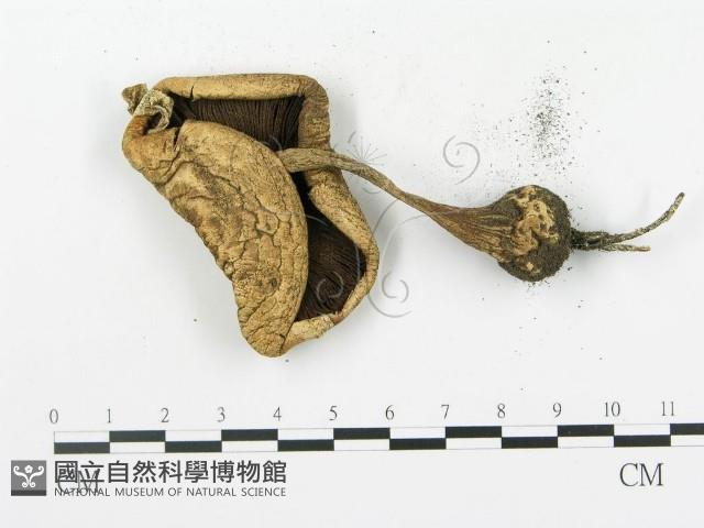 登錄號:F0016994藏品圖，第3張