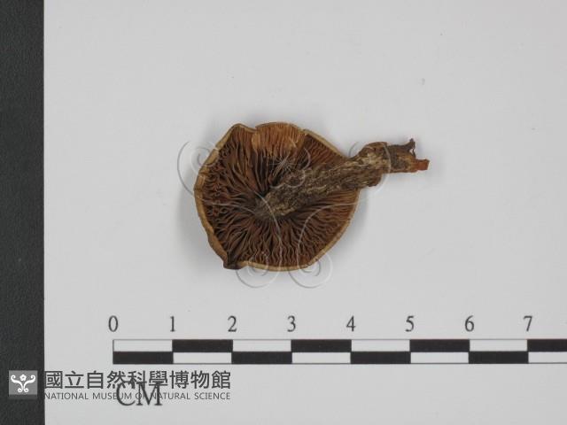 登錄號:F0021994藏品圖，第3張