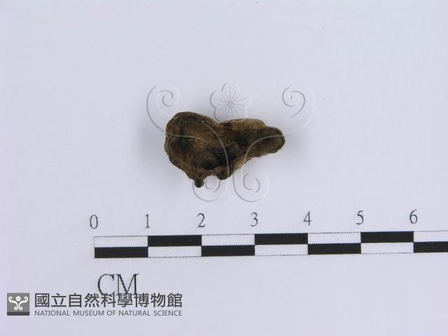 蠔韌革菌藏品圖，第3張