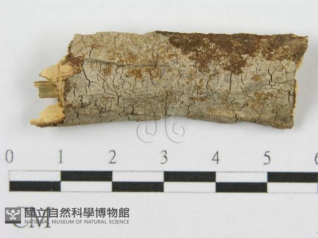 筍殼菌屬藏品圖，第3張