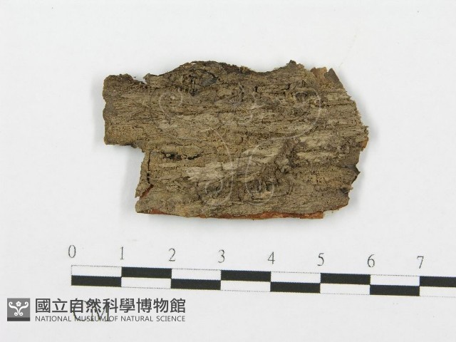 登錄號:F0004994藏品圖，第3張