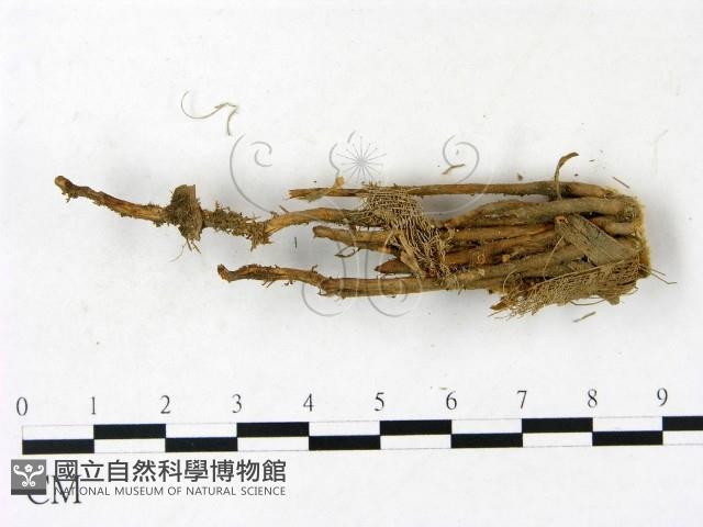 小皮傘屬藏品圖，第3張