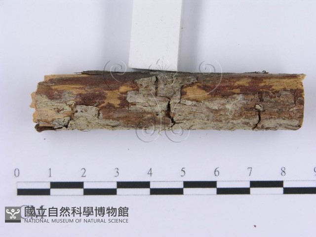 登錄號:F0002994藏品圖，第3張