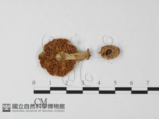 登錄號:F0012994藏品圖，第3張