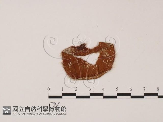 登錄號:F0007994藏品圖，第3張