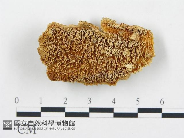 登錄號:F0005994藏品圖，第3張