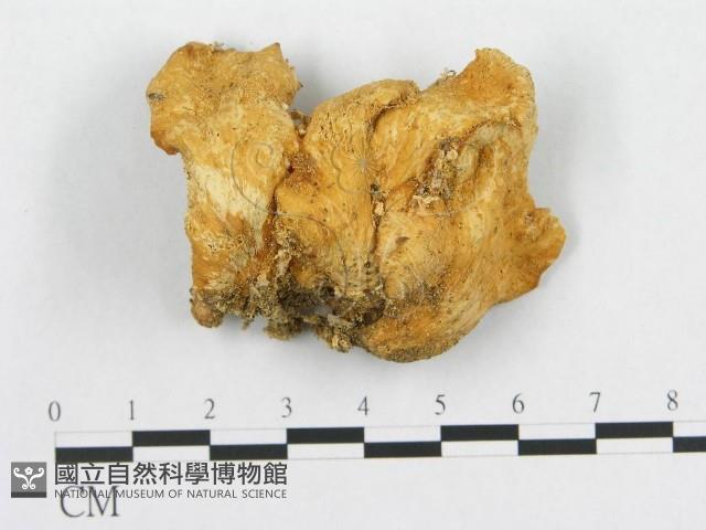 登錄號:F0015994藏品圖，第3張