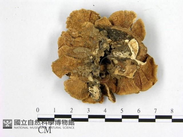 雲芝藏品圖，第3張