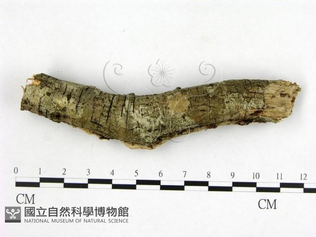 顯絲菌屬藏品圖，第3張