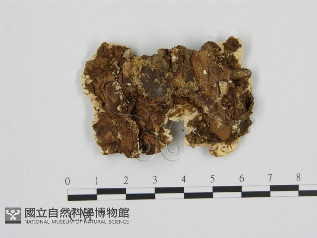 登錄號:F0013994藏品圖，第3張