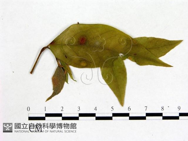 登錄號:F0020694藏品圖，第3張