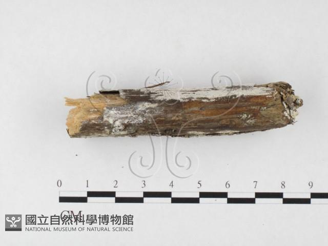 冇骨消絲齒菌藏品圖，第3張