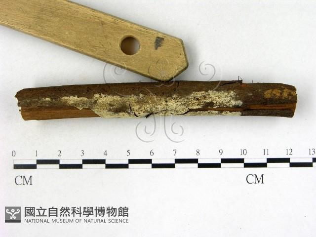 登錄號:F0021694藏品圖，第3張