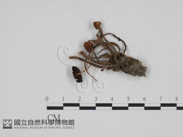 登錄號:F0024694藏品圖，第3張