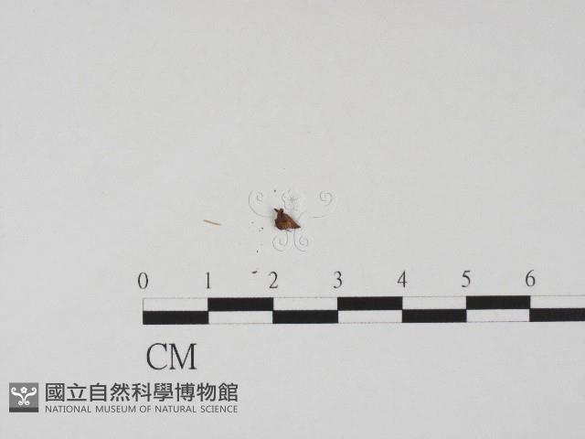 登錄號:F0004694藏品圖，第3張