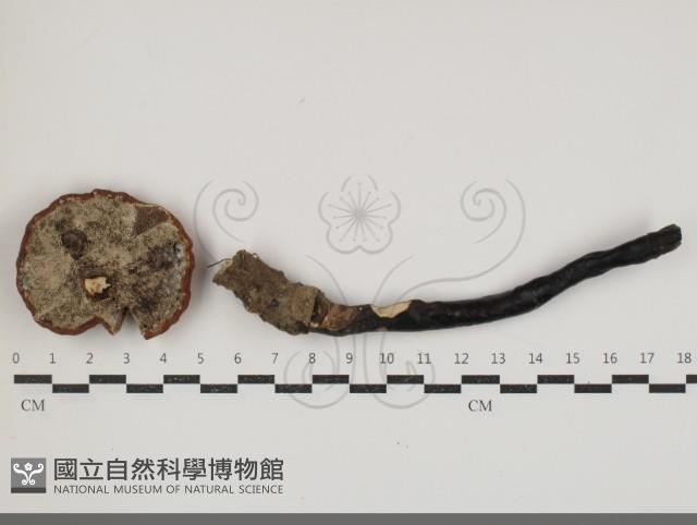 登錄號:F0034694藏品圖，第3張