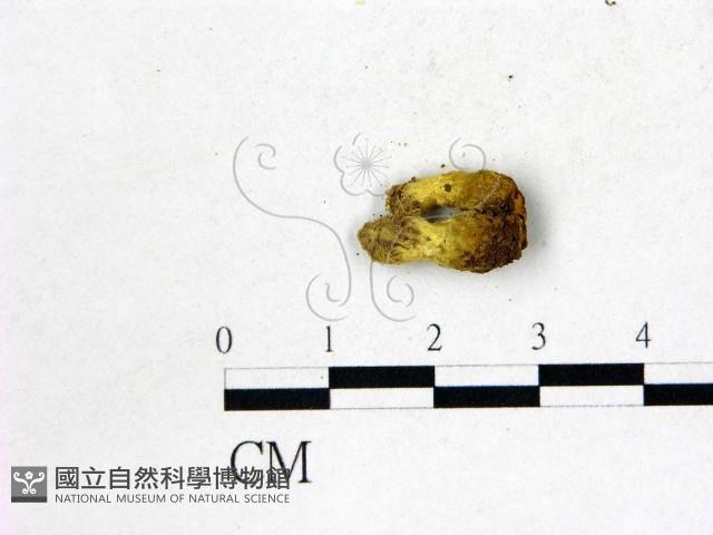 登錄號:F0022694藏品圖，第3張