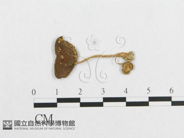 登錄號:F0012694藏品圖，第3張